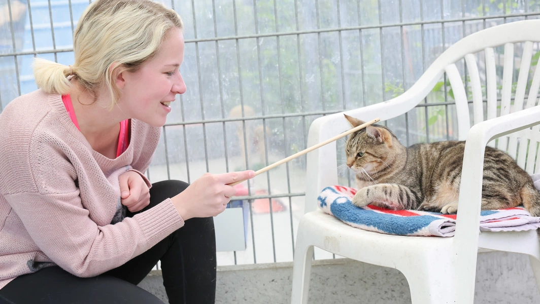 helping-fearful-cats-build-trust