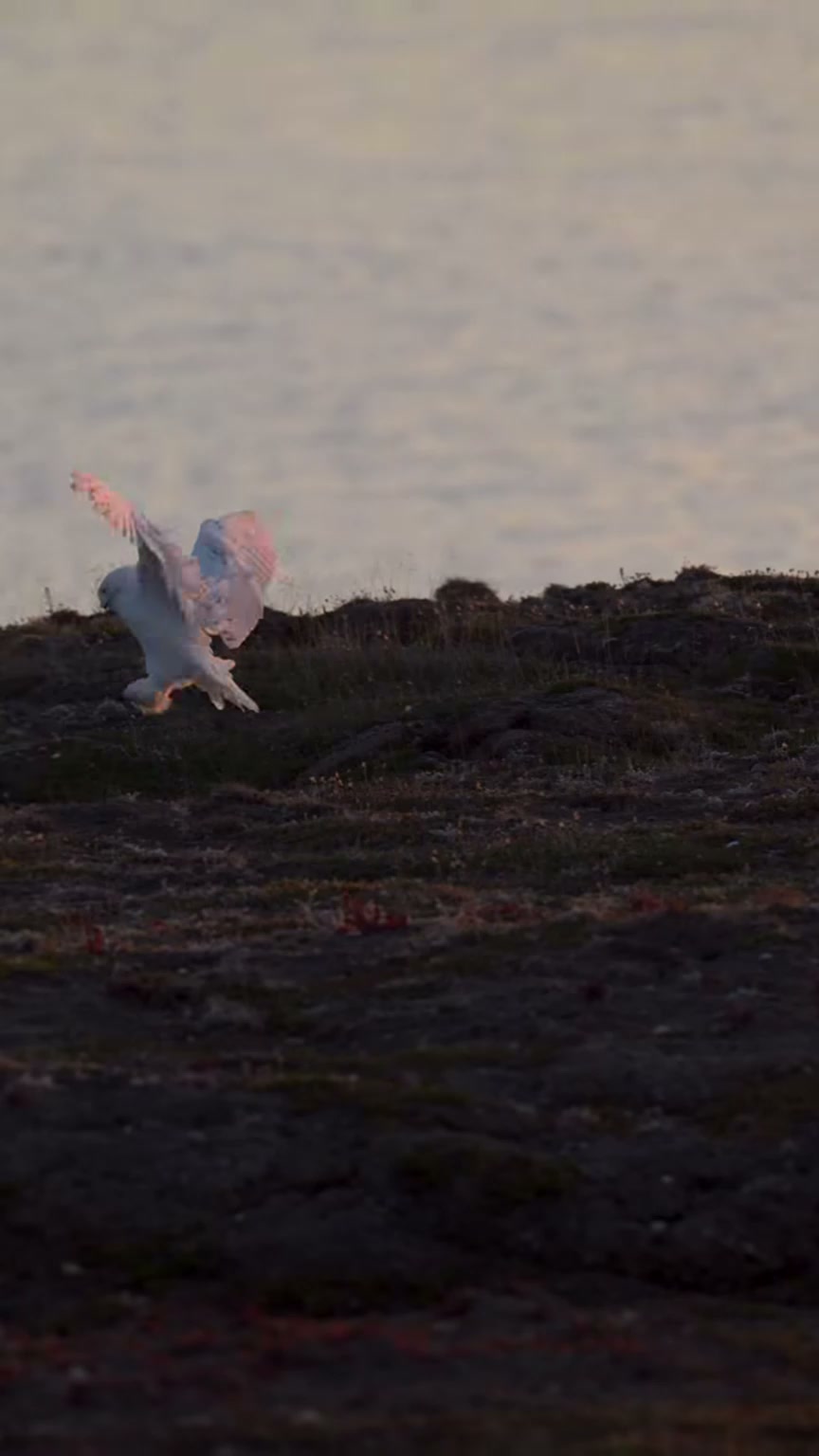 Snowy owl captured in a stunning wildlife close-up