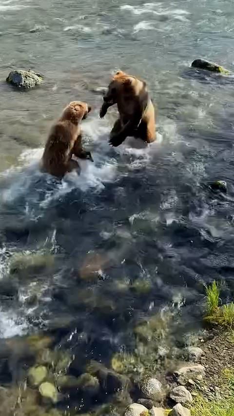 Mother bear protects her cubs