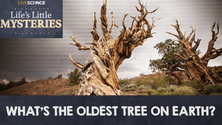 What's the oldest tree on Earth?