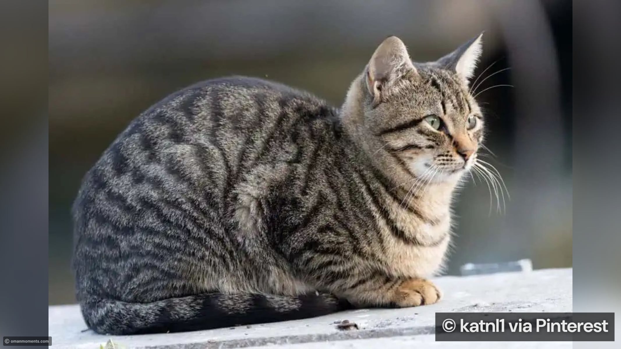 10 rare cat breeds you’ve probably never seen before