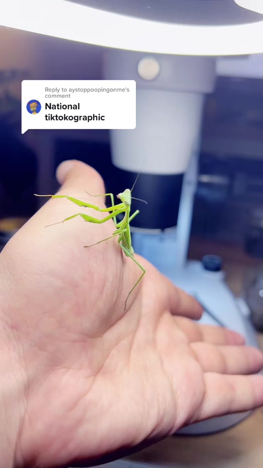 Incredible bug discovery under the microscope