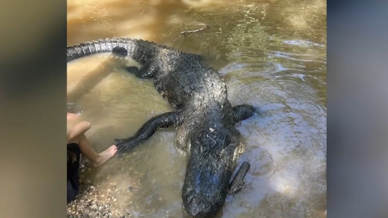 Texas game wardens investigate illegal killing of nearly 12-foot alligator in Liberty County