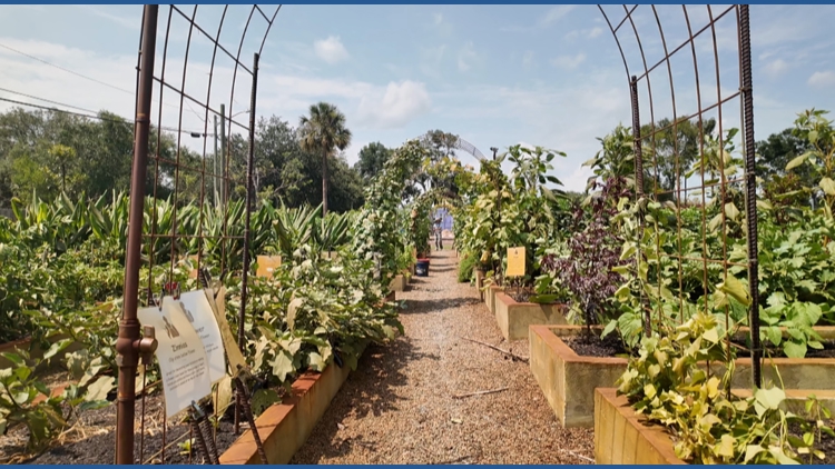 'Shouldn't be this hard to grow food' Jacksonville advocates push to make community gardens easier to operate