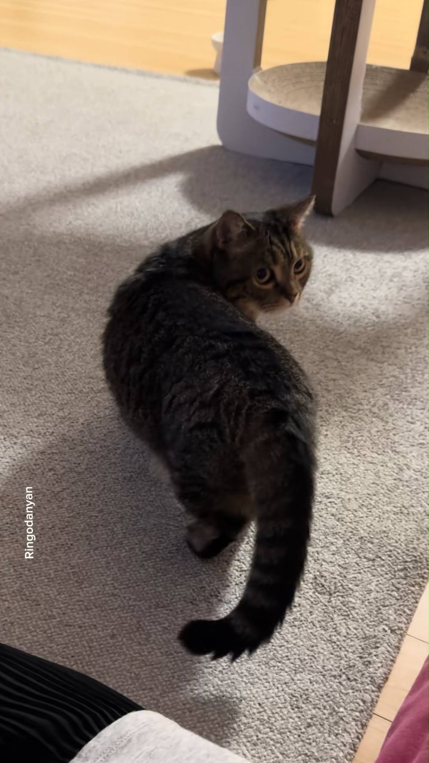 Funny cat reactions that scream absolutely not