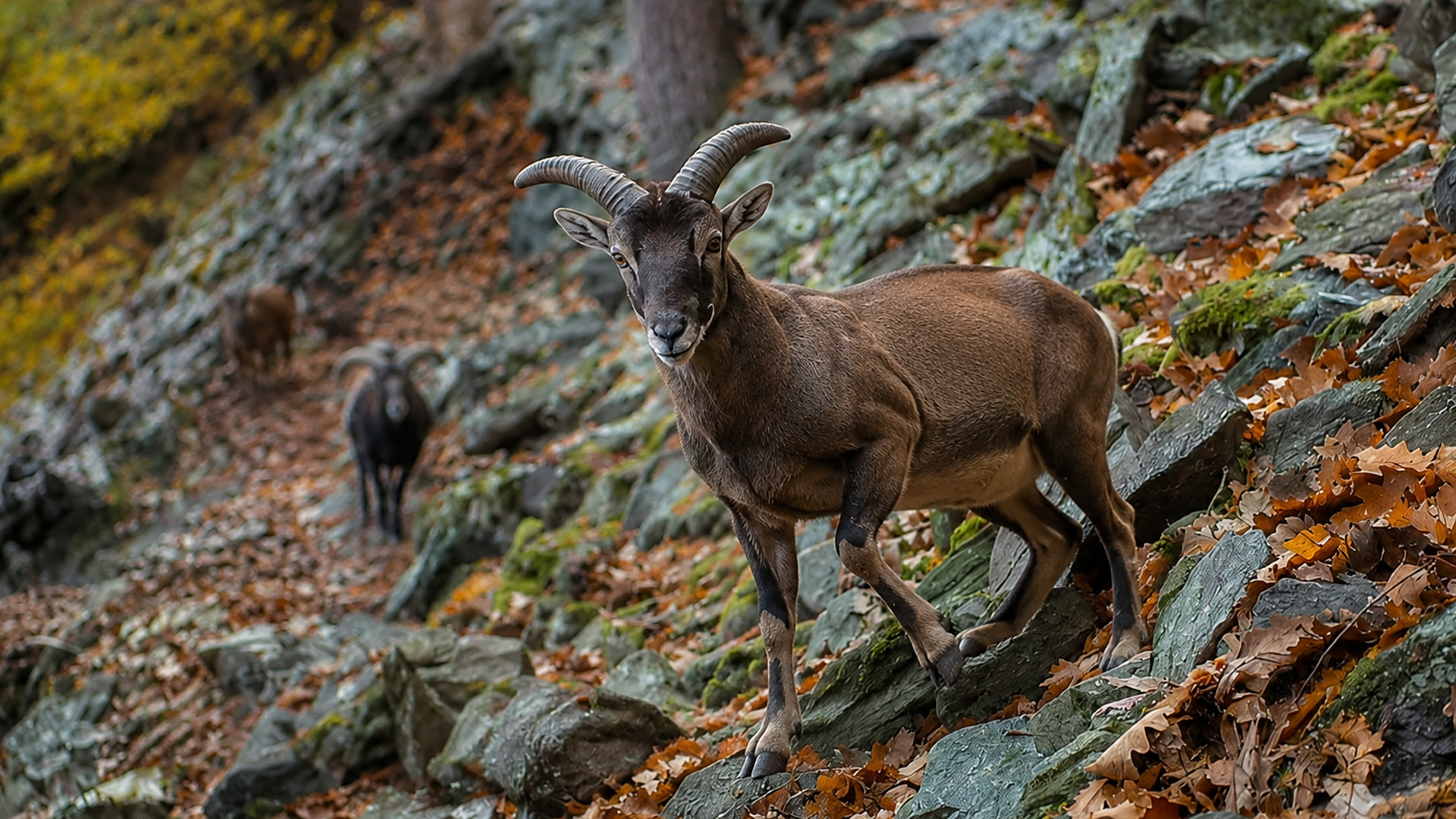 Un mouton sauvage franchit une pente raide en automne, filmé en caméra ...