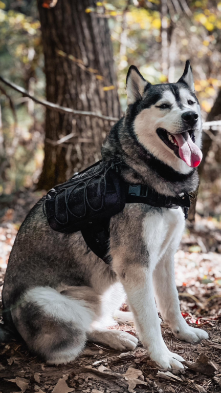 Can you guess which husky matches each personality