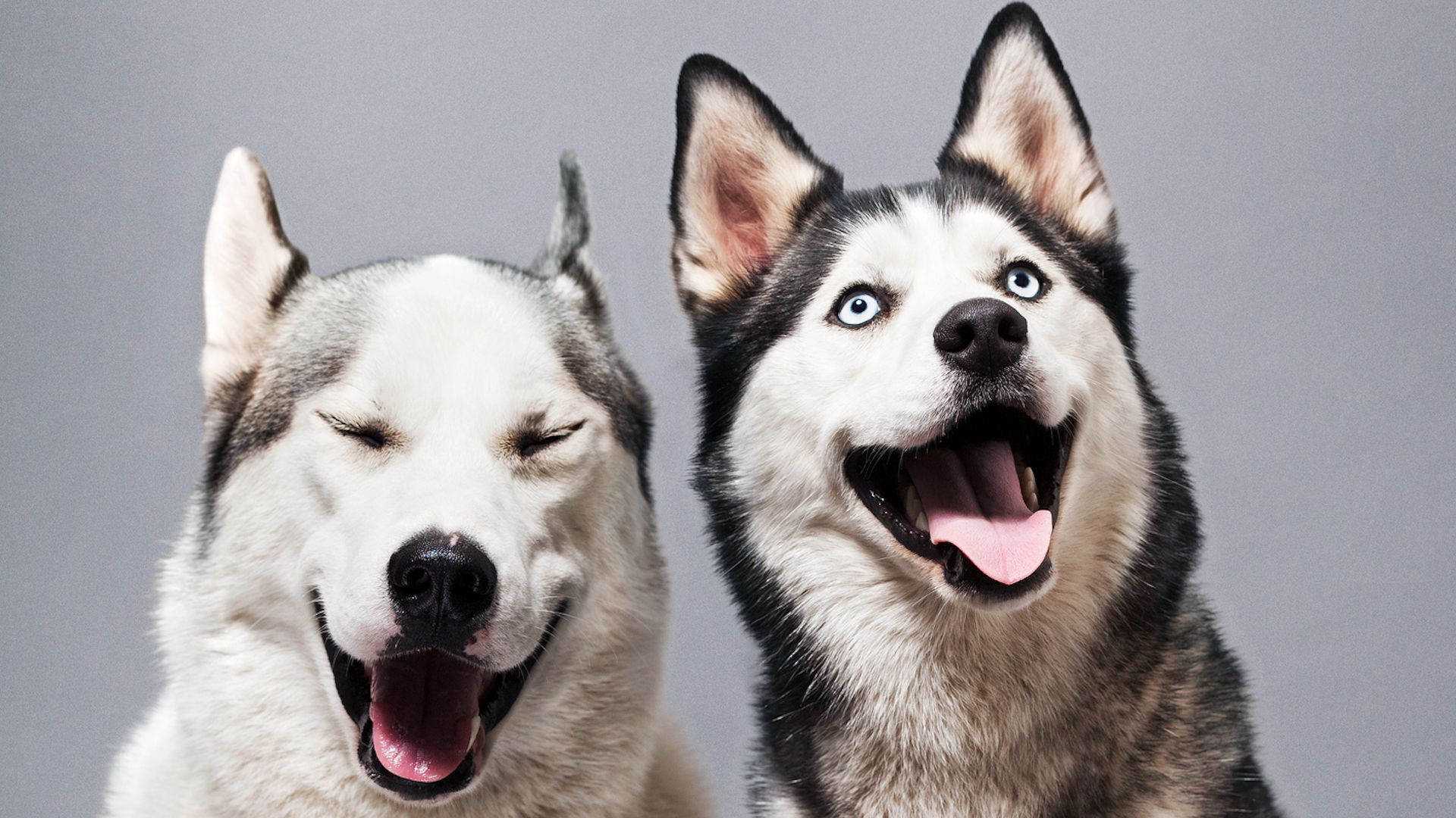 Funny things dogs do