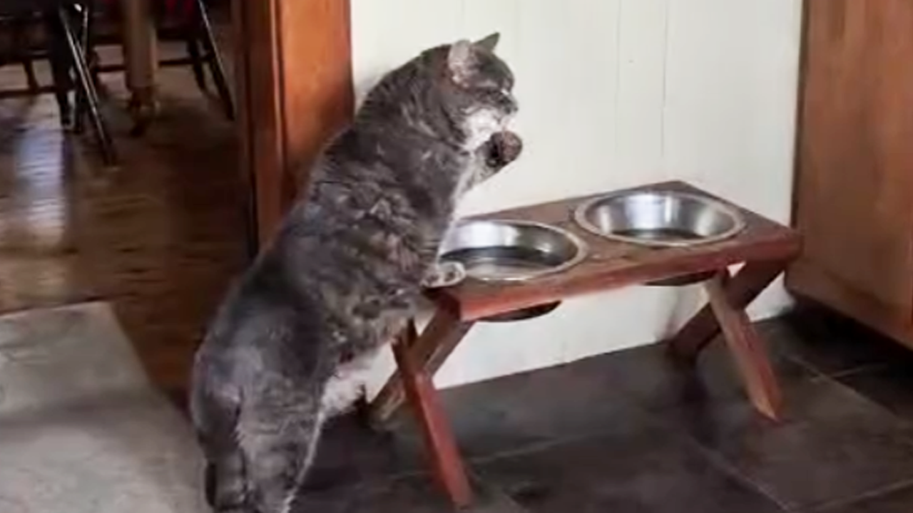 Funny cat uses its paw to drink water