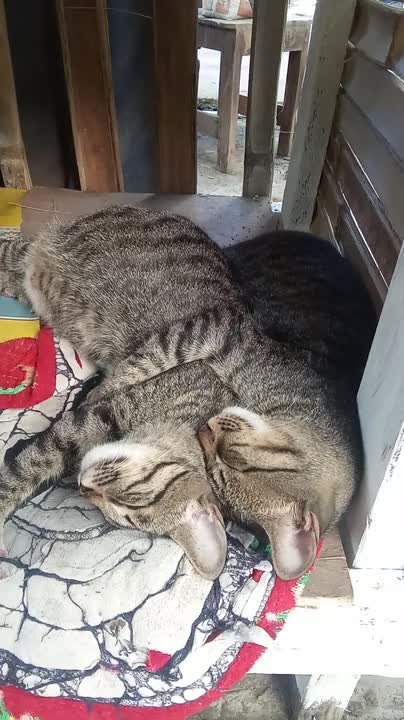 Sibling cats nap together