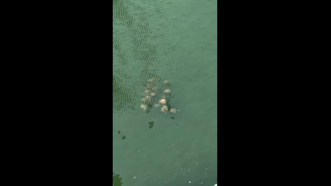 Stingrays seen swimming in heavily polluted New York City waterway