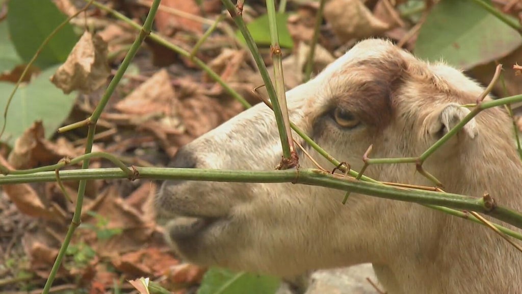 Grazing goats work hard to clear unwanted vegetation in Pittsburgh