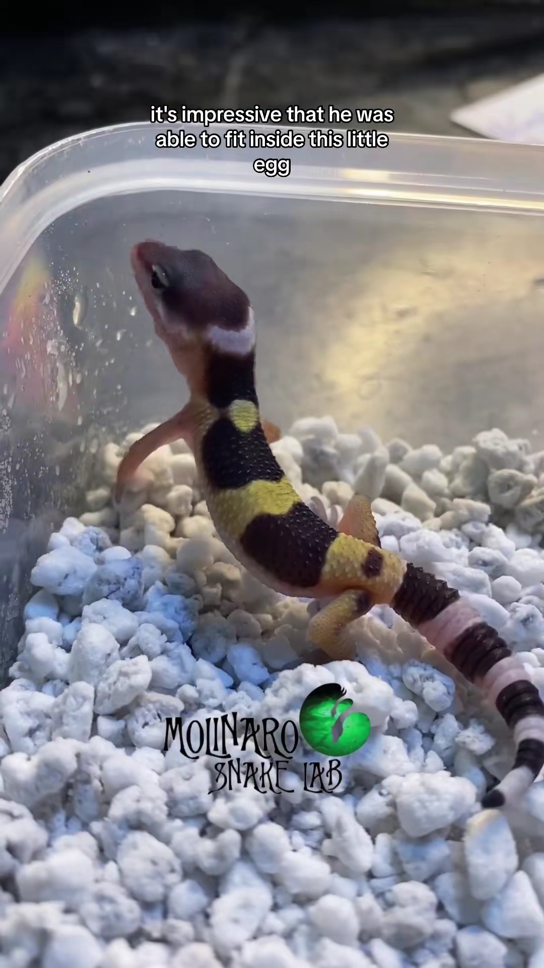 Life of a leopard gecko!