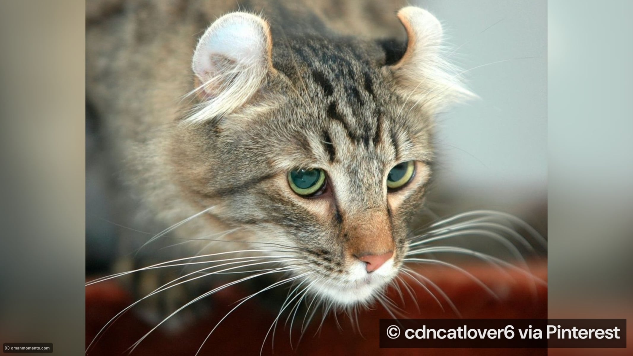 10 rare cat breeds you’ve probably never seen before