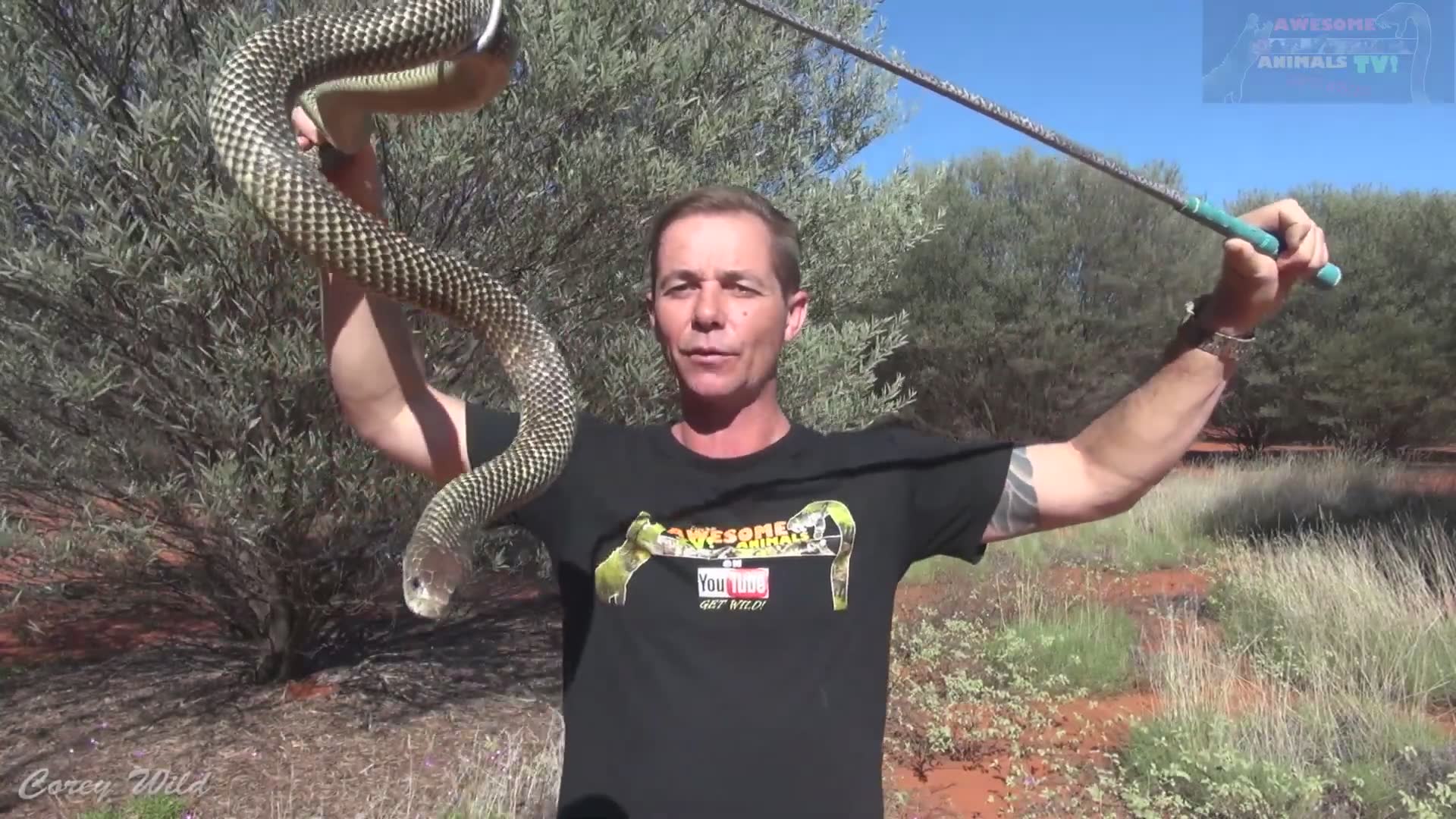 The snake dude | King brown corners its prey