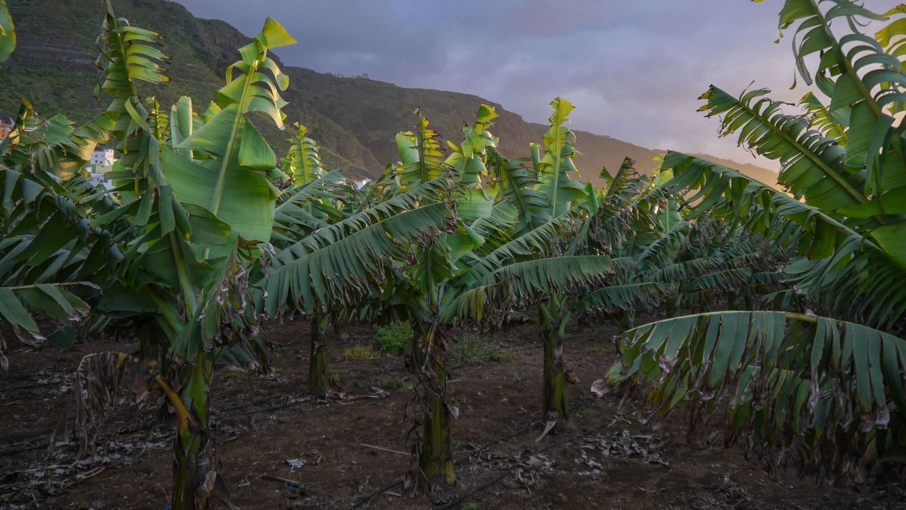 La agricultura canaria se reinventa frente al cambio climático con menos monocultivos y un uso inteligente del agua