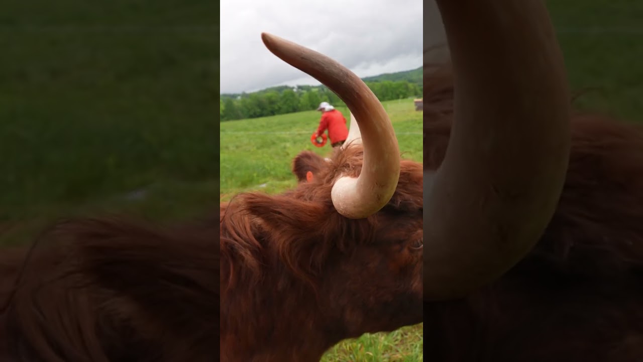 Discover how cattle save the planet