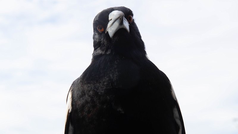 Which suburb has the most bird swooping attacks? Take the Brisbane Times quiz
