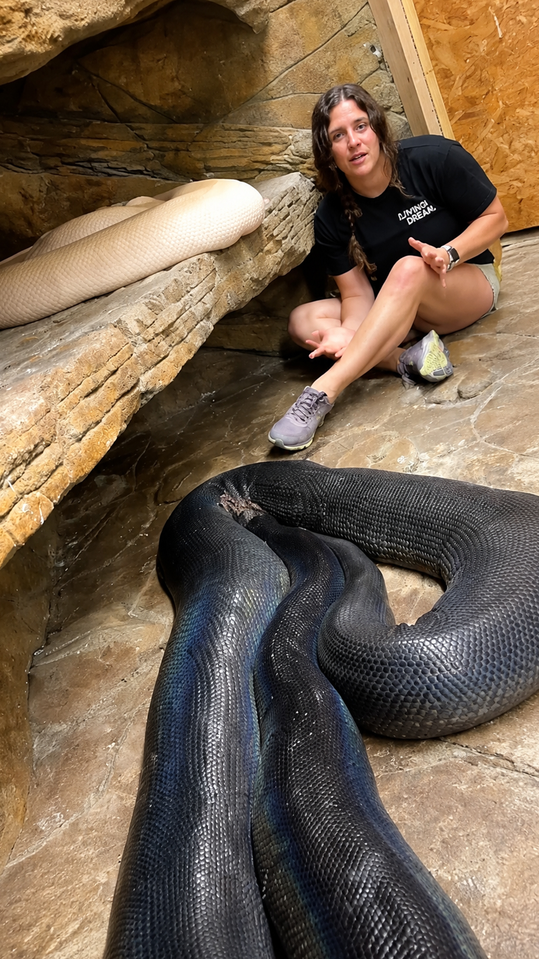 Female reticulated pythons grow larger to support developing egg clutches