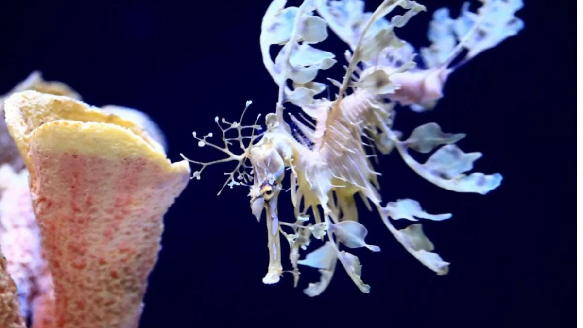 9 animales tan raros que parecen inventados, pero realmente existen
