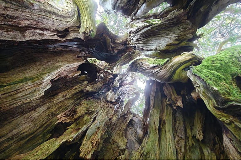 More than 1,100 years old: Germany's oldest tree discovered