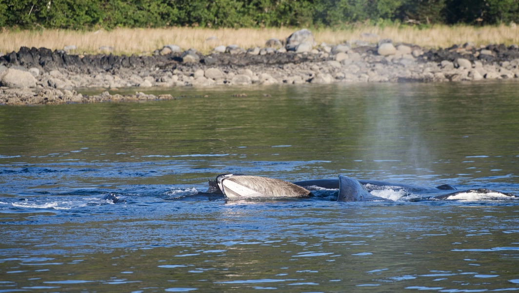 Humpback whales: Migration, habitats, and conservation challenges