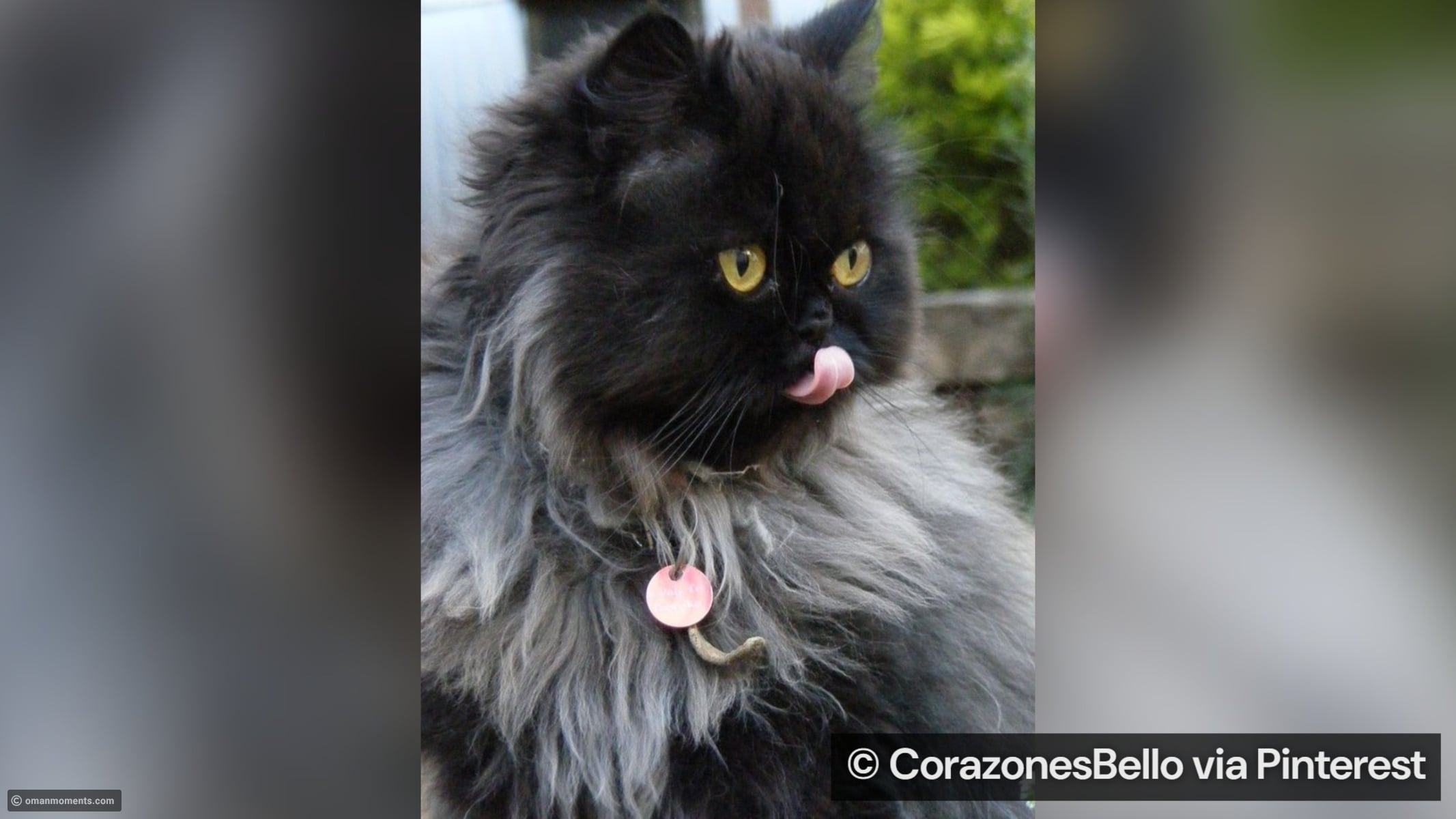 10 rare cat breeds you’ve probably never seen before