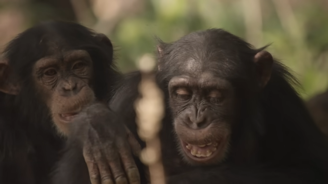 Chimpanzees form 5-year friendships and then coordinate deadly attacks