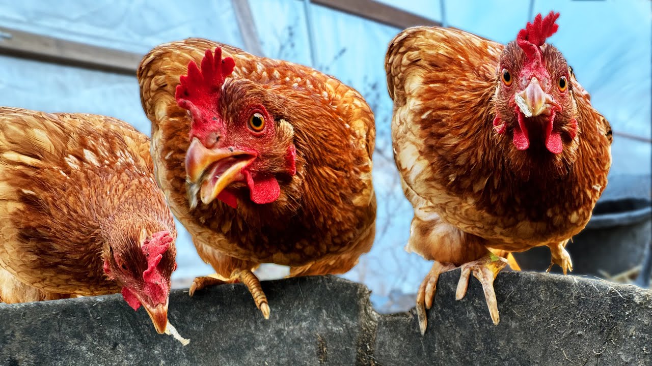 Meet the most aggressive and mean creatures living on a Vermont farm