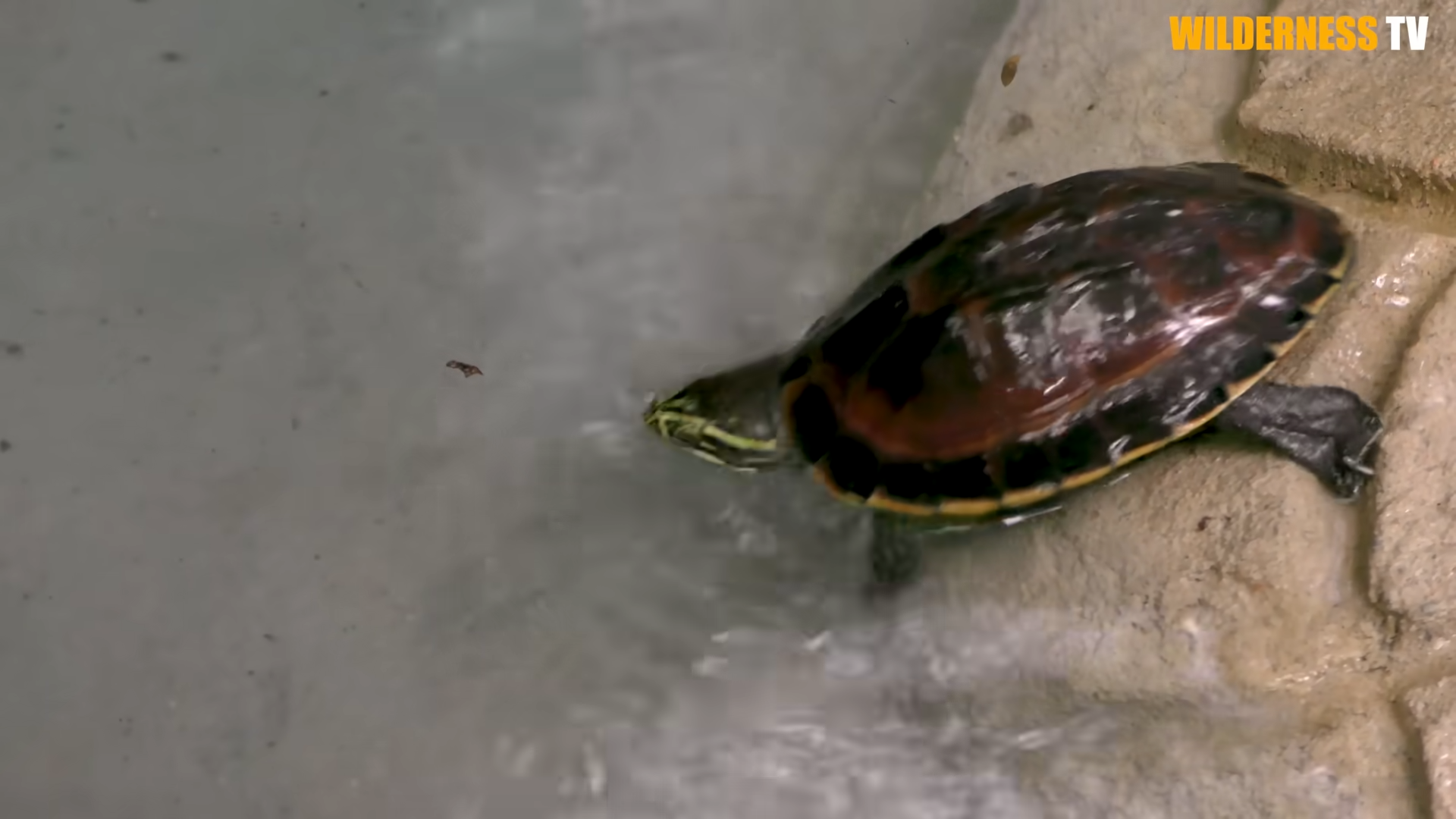 Watch what happens when a rescued turtle finally reaches water again ...