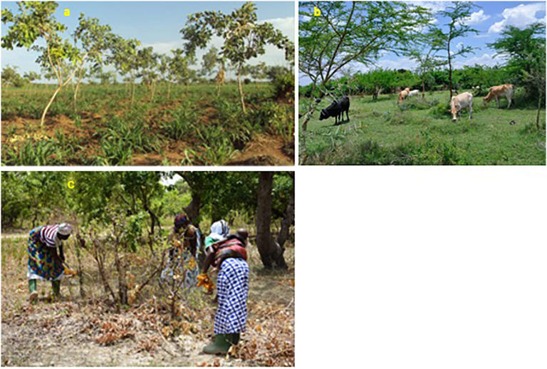 In the 1980s, Niger’s farmers stopped clearing dead tree stumps; hidden ...