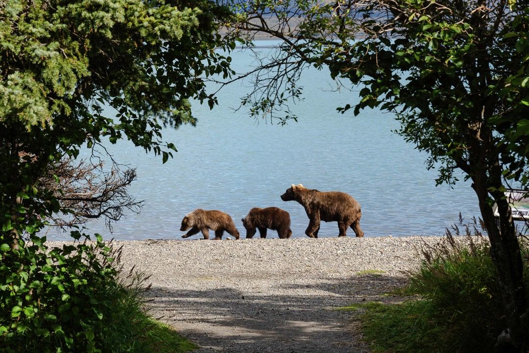 2-katmai-national-park-bear-cubs-killed-in-attacks-days-apart