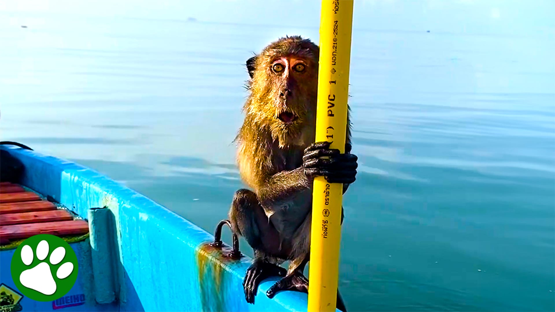 Terrified monkey rescued from drowning
