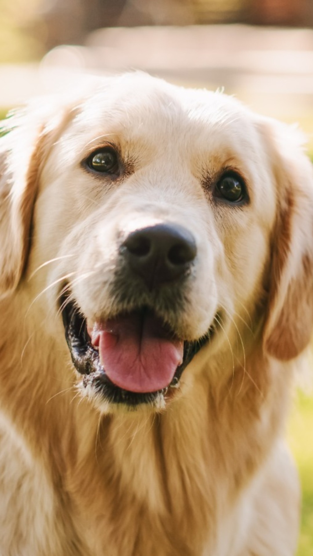 What makes Labrador retrievers great family pets