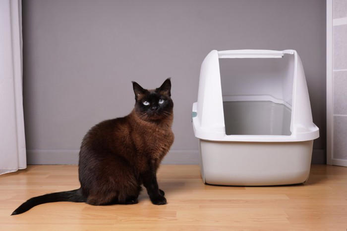 猫をガッカリさせてしまう『トイレ環境』4選 健康を損なう危険性も？改善のポイントまで解説