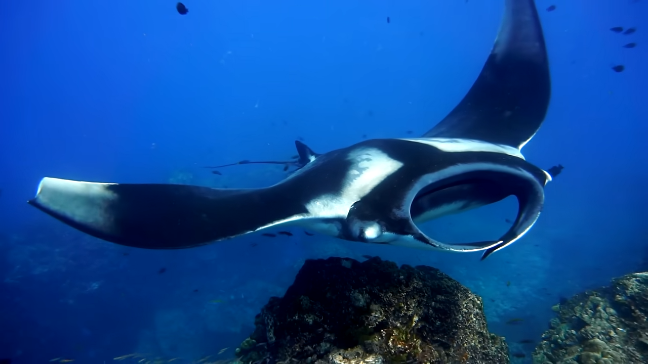 Watch this giant fish glide with nearly 90% efficiency - it’s weirdly ...