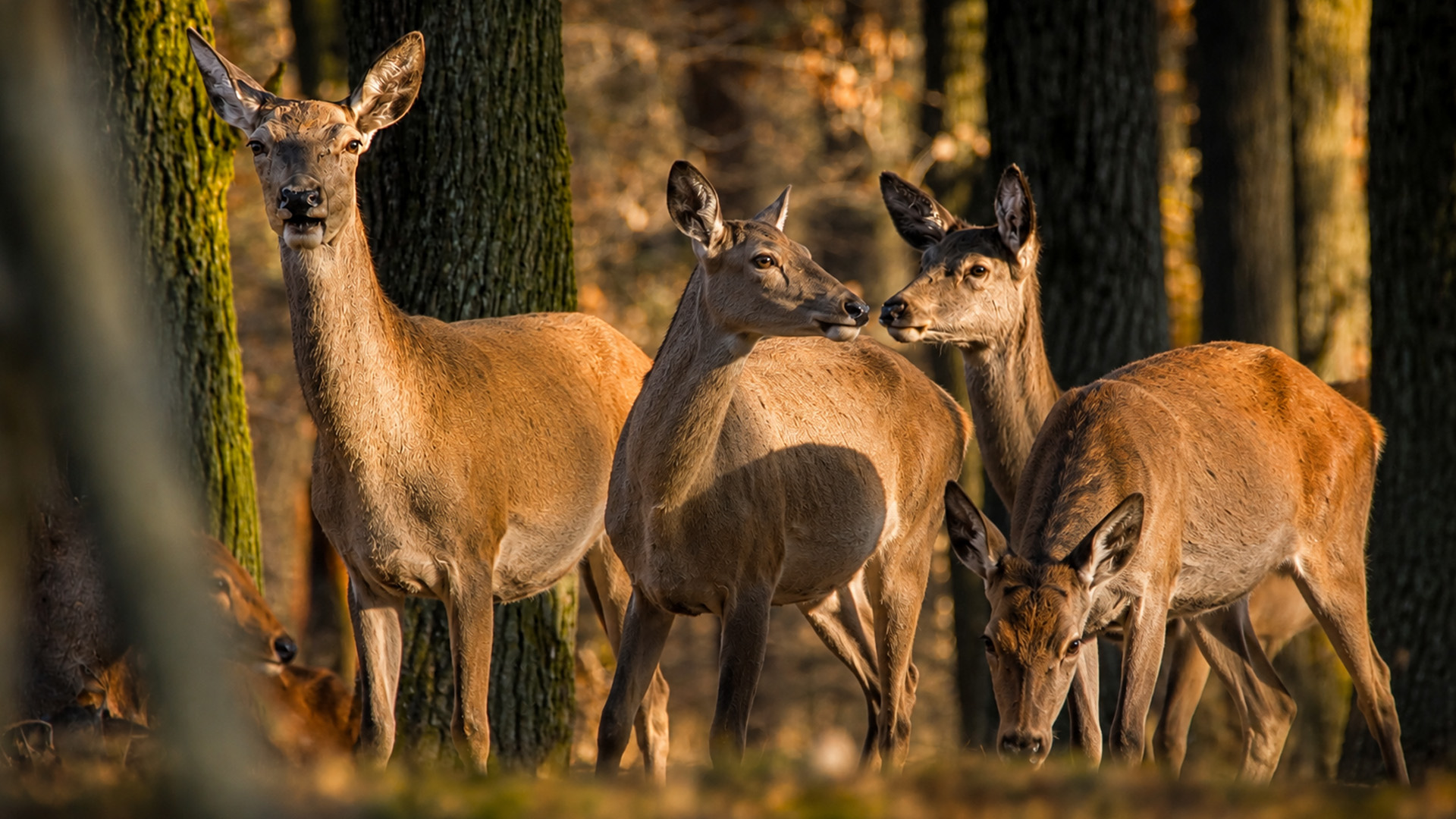 A watchful deer herd gathers in golden light near a hidden camera