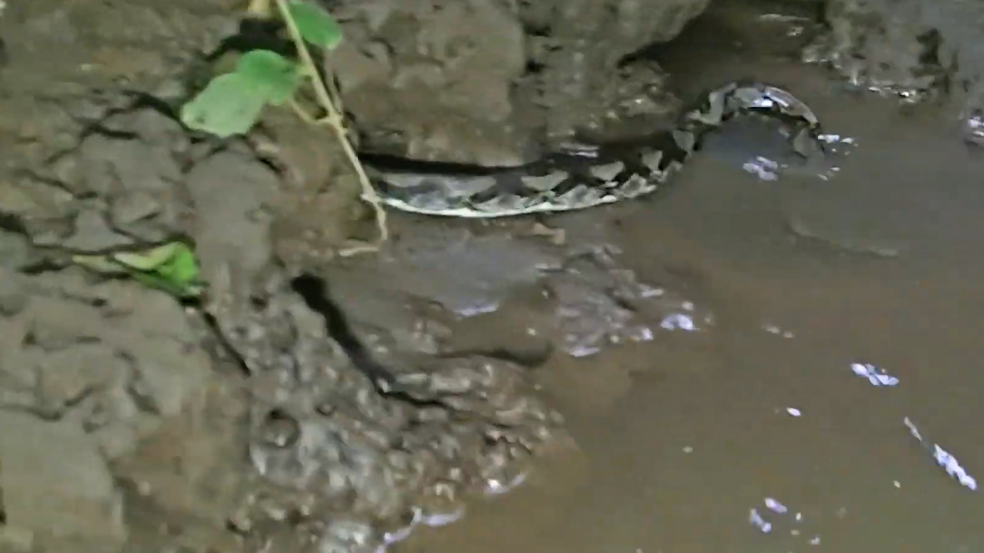 Snake bite on the catcher | How he pinned the python
