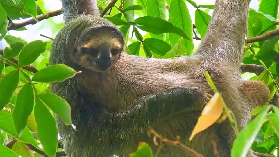 This sloth makes scientists search for hours - then refuses to cooperate