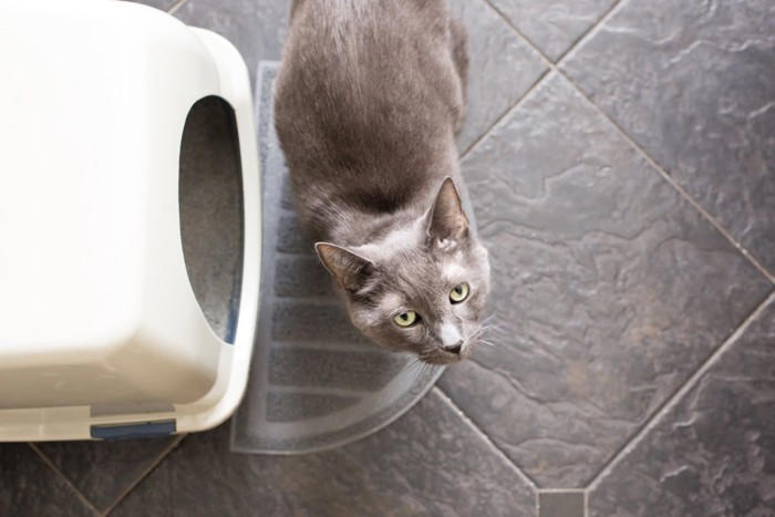 猫をガッカリさせてしまう『トイレ環境』4選 健康を損なう危険性も？改善のポイントまで解説