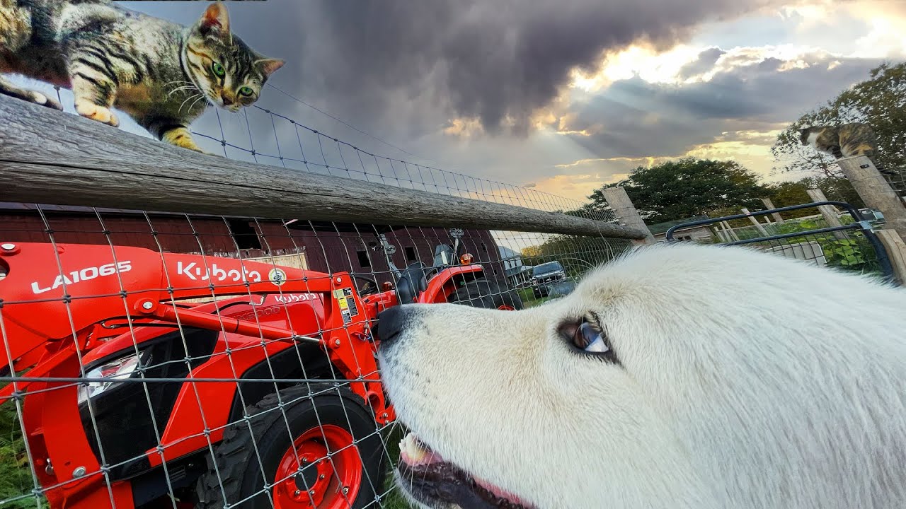 A giant guard dog and tiny kitten form unlikely bond