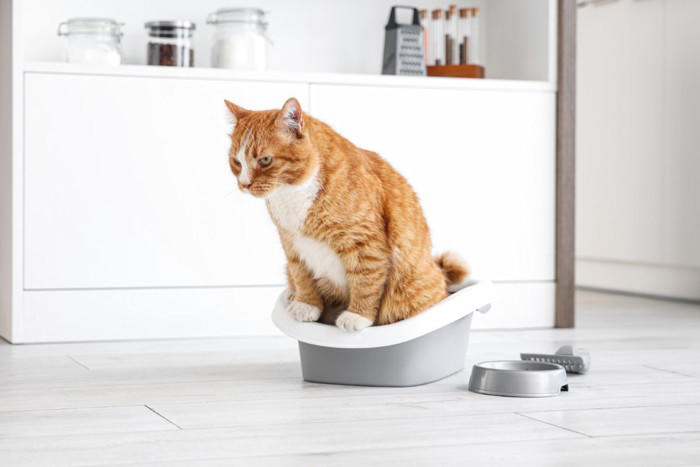 猫をガッカリさせてしまう『トイレ環境』4選 健康を損なう危険性も？改善のポイントまで解説