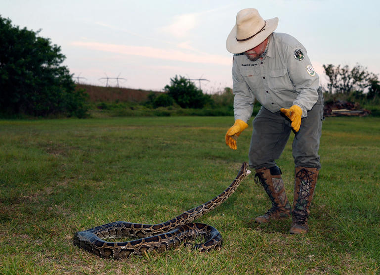 Florida python hunter shatters all-time competition record with 96 ...