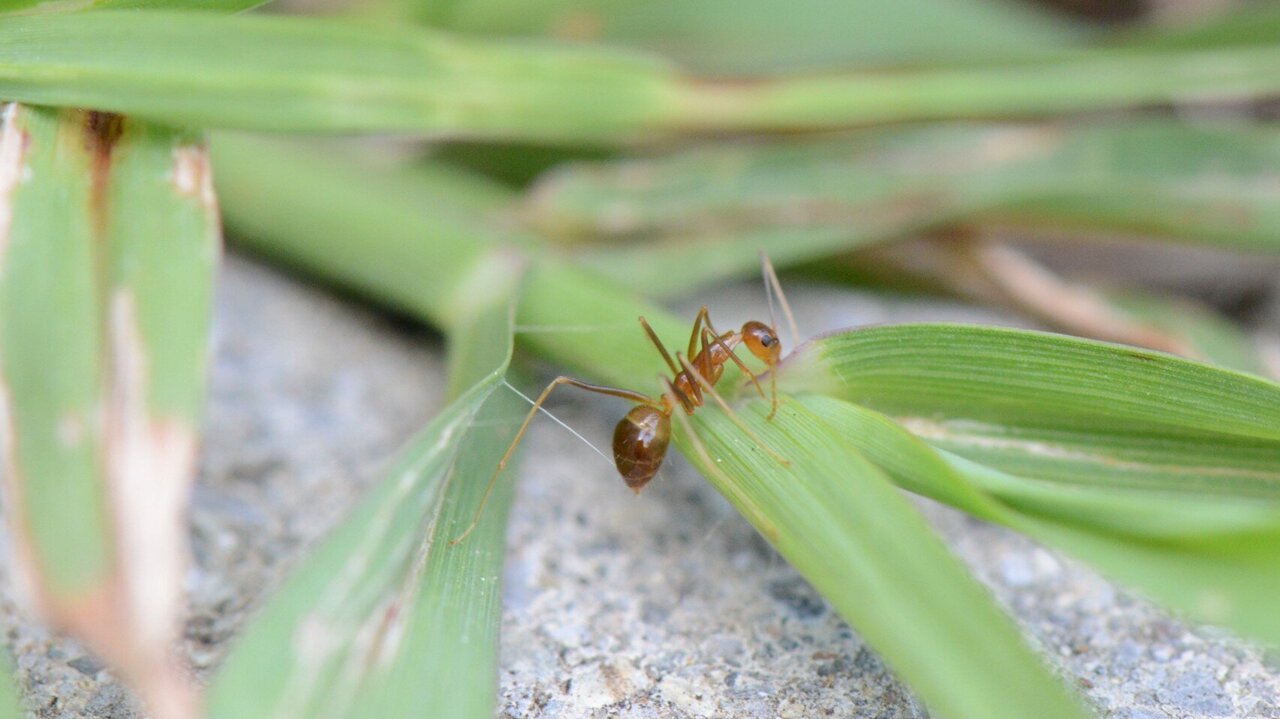 random-physics-helps-model-individual-ant-motion