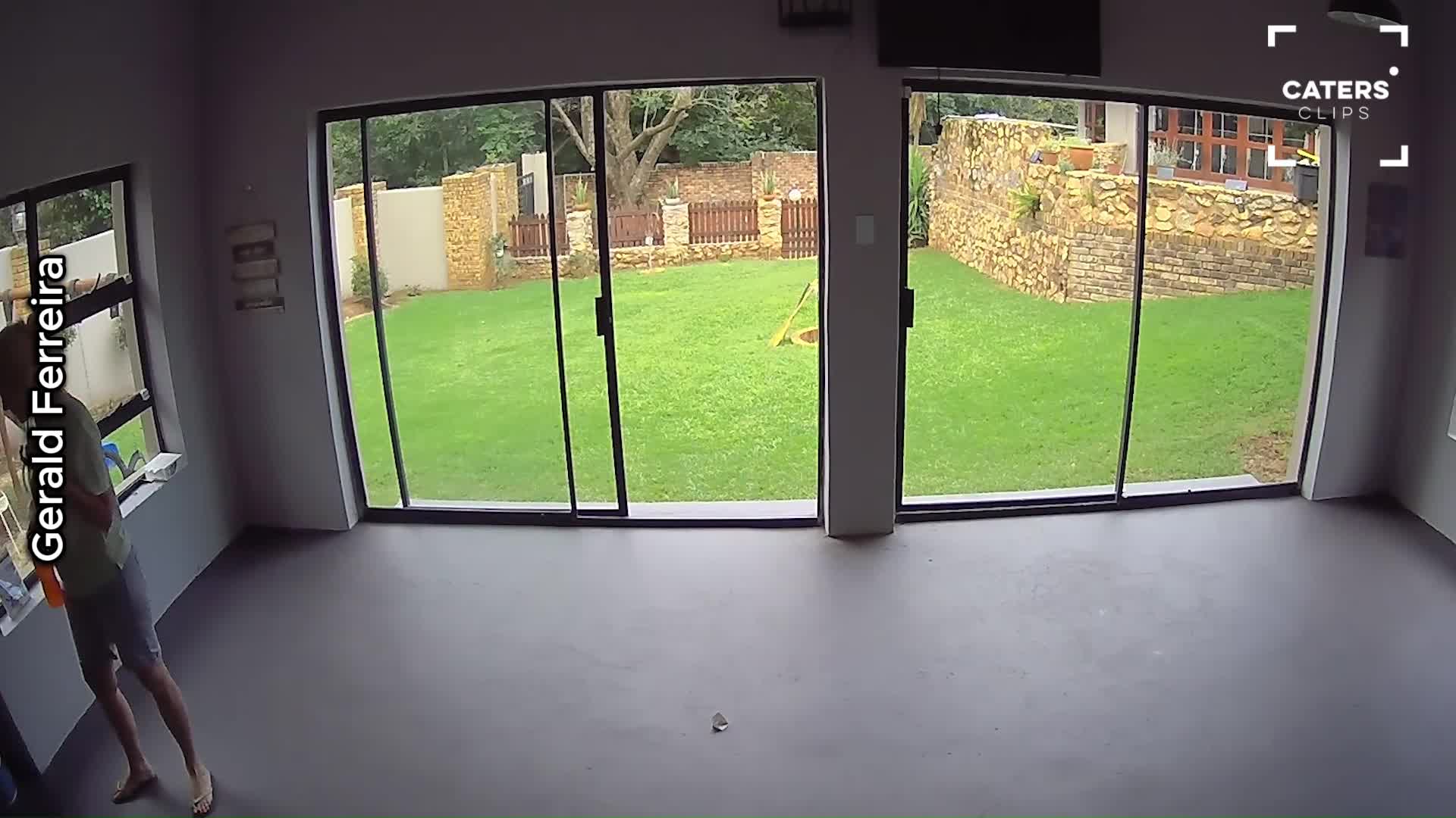 Security cameras capture animals doing the unexpected