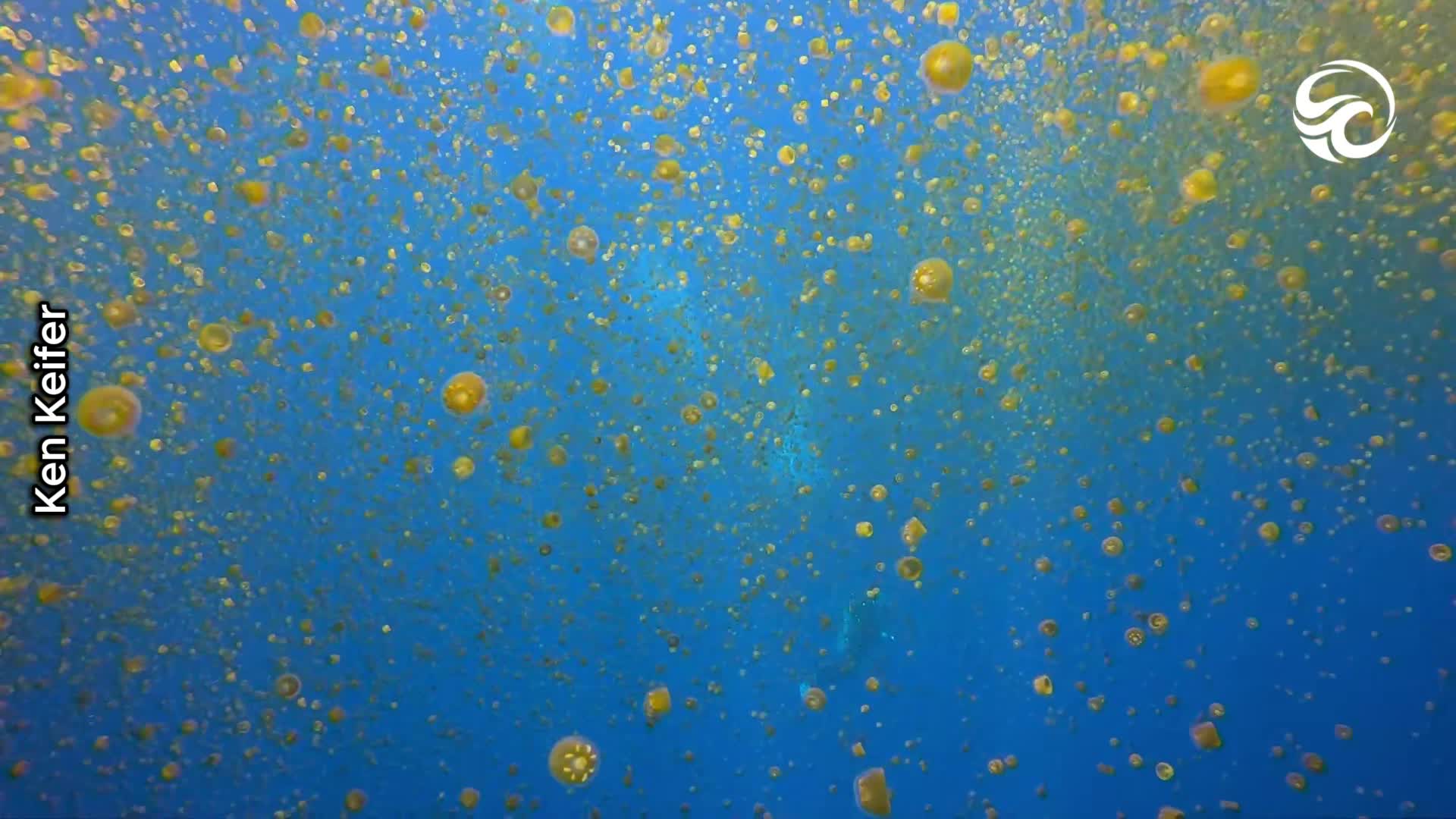 Diver finds himself surrounded by millions of golden jellyfish in rare ...