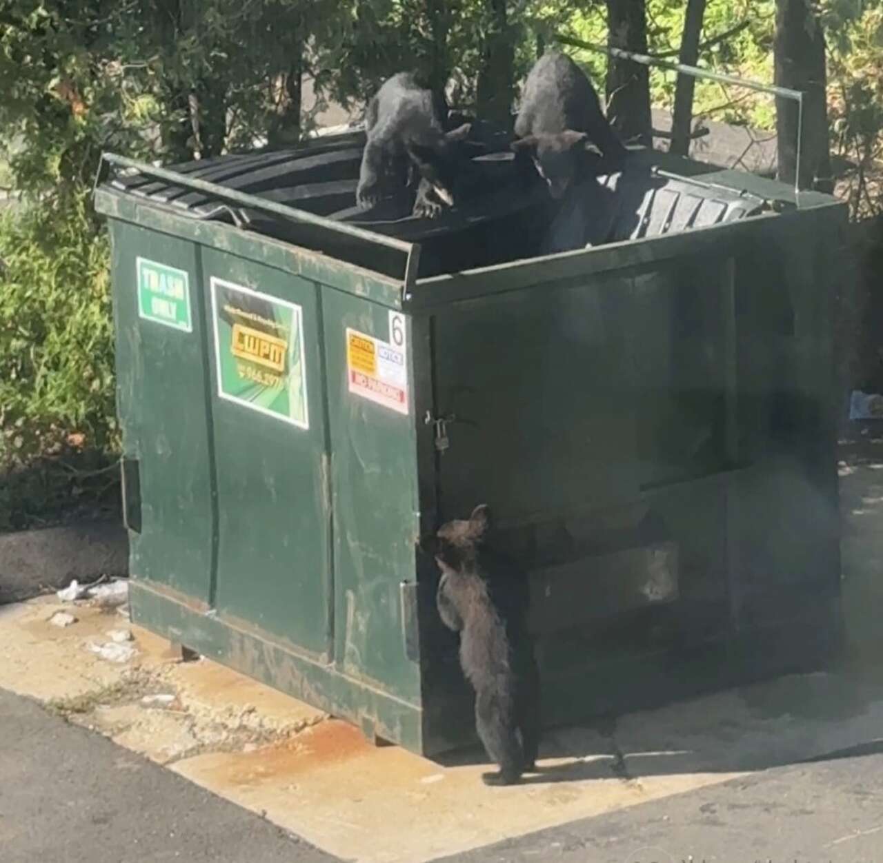 Mother bear, four cubs spotted dumpster-diving at Torrington ...