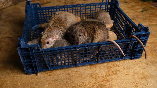 In California, man dies of leptospirosis after couple bred wild rats in ...
