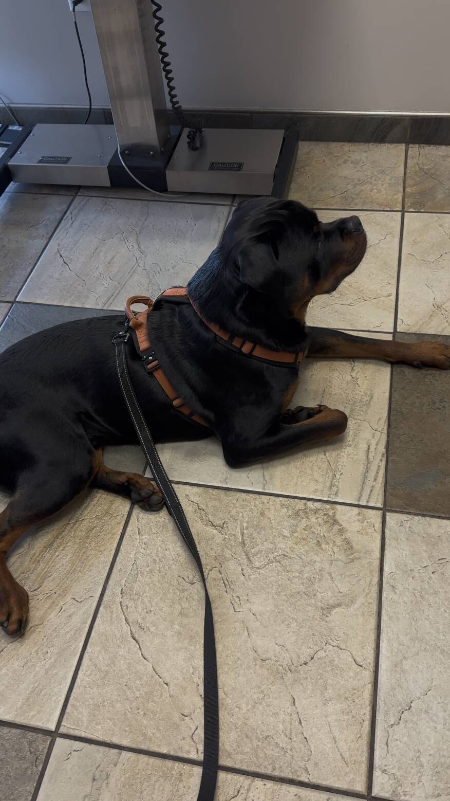 Vet interrupts dog's exam to bring in a cat — and the reason is 'genius'