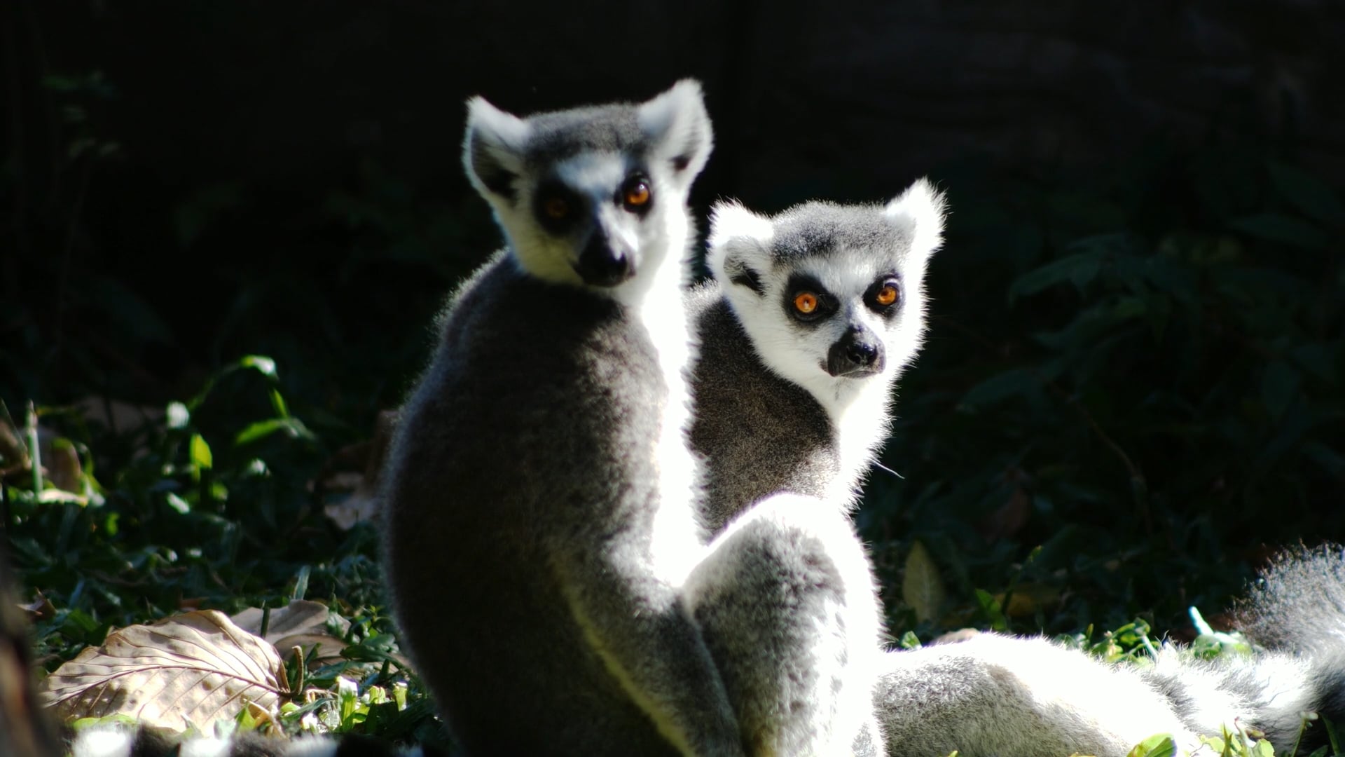 Lemurs up close: An intimate gaze into their world - Worldwide
